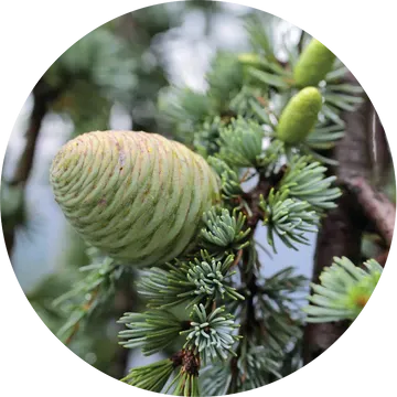 Cedar Essential Oil - Living Libations