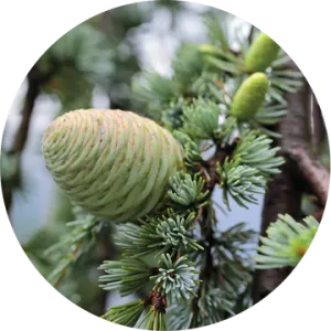 Cedar Essential Oil - Living Libations