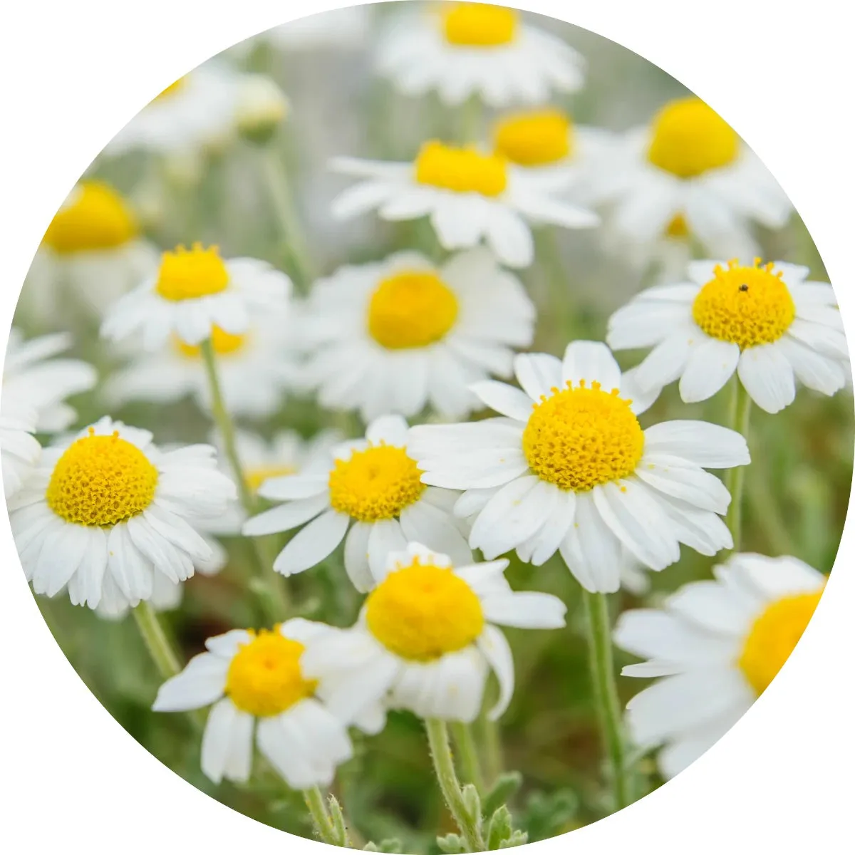 LIVING LIBATIONS - Chamomile Essential Oil