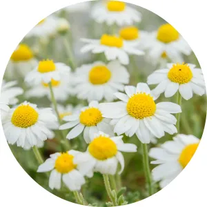 LIVING LIBATIONS - Chamomile Essential Oil